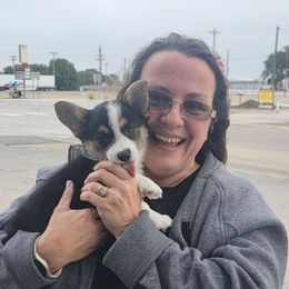 Orange bandana boy - Black and tan male Pembroke Welsh Corgi puppy in Cherokee, Oklahoma from MCS Farms-OK
