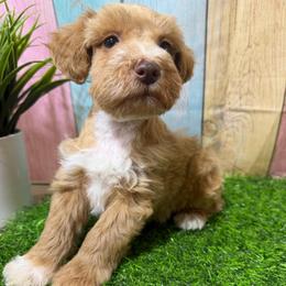 Blanche - Wheaten female Miniature Schnauzer puppy in Lufkin, Texas from C&K’s Schnauzer House