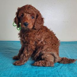 Mystery - Red  male Poodle puppy in Licking, Missouri from Majestic Embrace Poodles