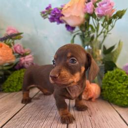 Vera - Chocolate and tan female Dachshund puppy in Florence, Arizona from Doxie Town Az