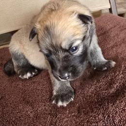 Yukon - Red and white male Icelandic Sheepdog puppy in Mariposa, California from Glacier Point Icelandics