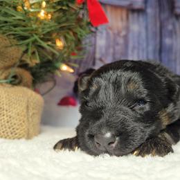 Black Male - Black and red male German Shepherd puppy in Ocala, Florida from Guardian Shepherds