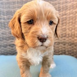 Elle - Apricot female Goldendoodle puppy in Twin Falls, Idaho from Magic Valley Family Doodles