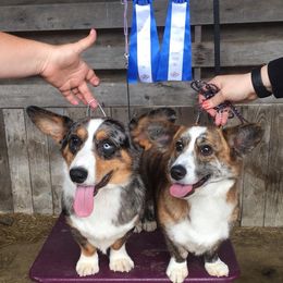 Cardigan Welsh Corgi and Pembroke Welsh Corgi All Grown Up from AroHawk Corgis