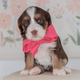 Pink Girl - Australian Labradoodle puppy from Rose Cottage Labradoodles