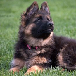 German Shepherd Puppies from Carner German Shepherds