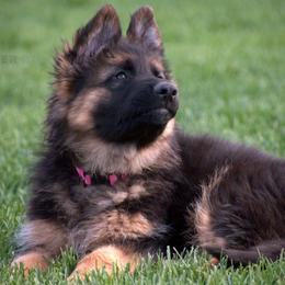 German Shepherd Puppies from Carner German Shepherds