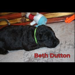 German Shepherd Puppies from Walker Family Shepherds LLC