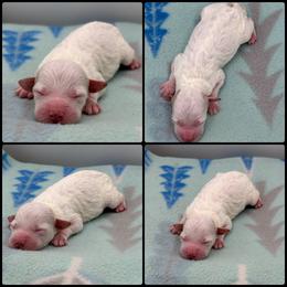 Girl 2 - Parti female Poodle puppy in Wheatland, California from Sapphire Ridge Poodles