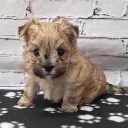 Ollie - Gold male Morkie puppy in Monticello, Iowa from Ashley’s Puppies