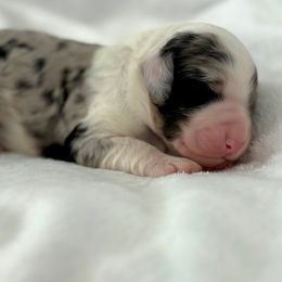 Boy 3 - Blue merle male Bernedoodle puppy in Arizona from Coats of Many Colors LLC