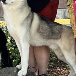 Jax - Siberian Husky