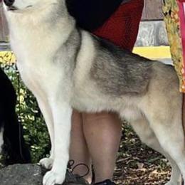 Jax - Siberian Husky
