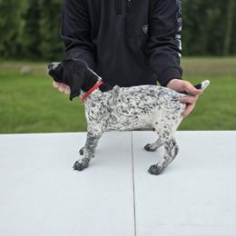 German Shorthaired Pointer Puppies from Lauren Walton