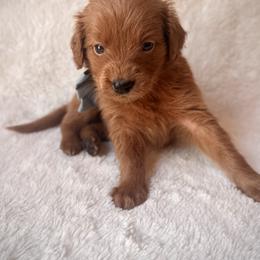 Cassie - Red  female Goldendoodle puppy in Ogden, Utah from Abby Chaffee