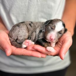 Walter - Blue merle male Bernedoodle puppy in Sugarcreek, Ohio from Cuddly Companion Doodles