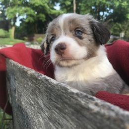 Miniature Australian Shepherd Puppies from Windy Hills Mini Aussies