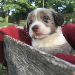 Miniature Australian Shepherd Puppies from Windy Hills Mini Aussies