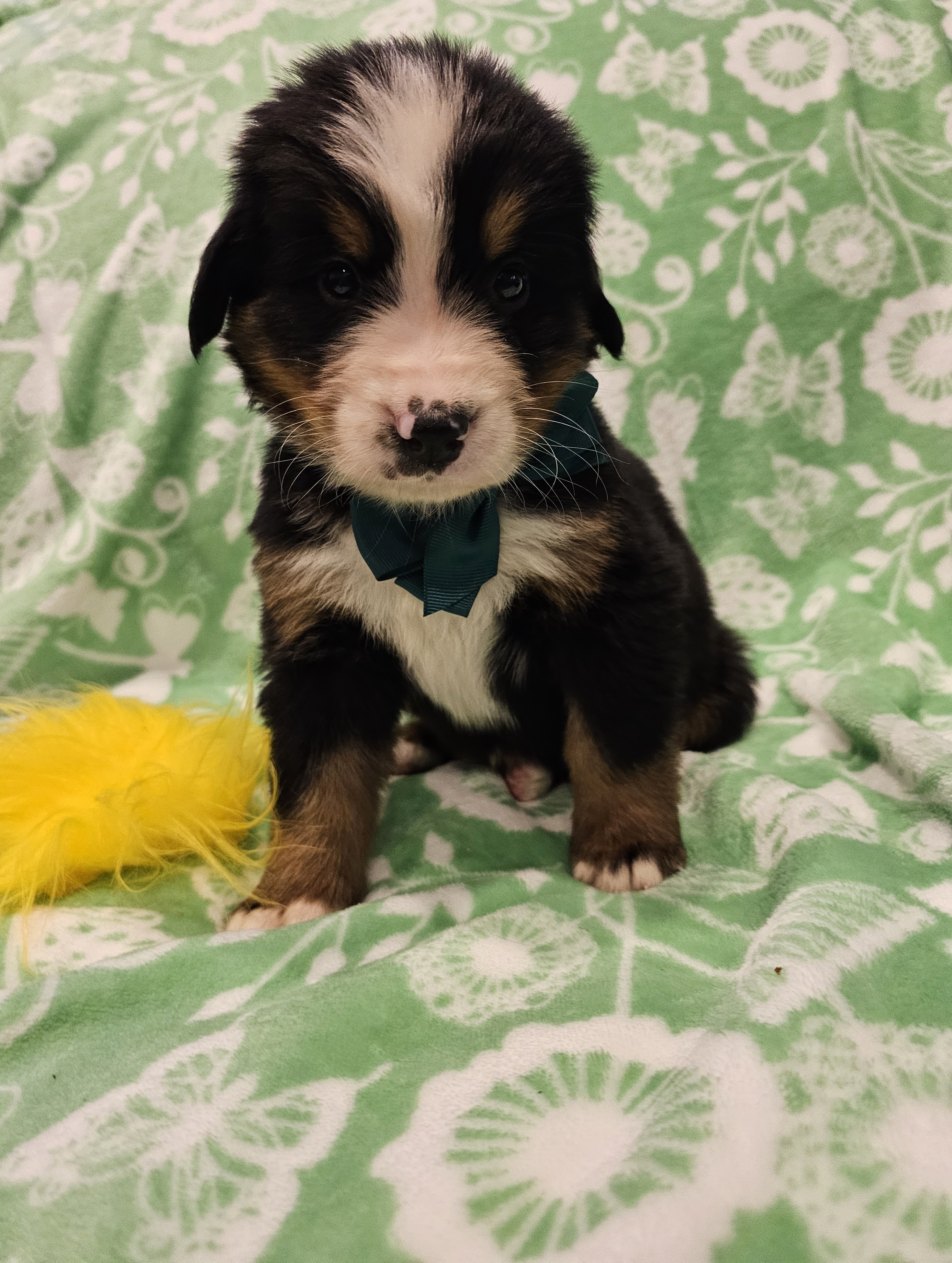 Yellow boy - Bernese Mountain Dog puppy in Lecanto, Florida from DBDR Berners and Saints