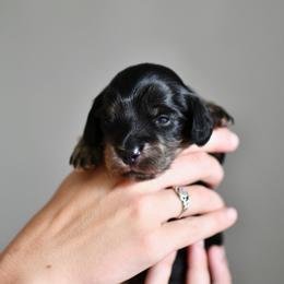 Rose - Black and cream female Dachshund puppy in Youngstown, Florida from Paradox Dachshunds