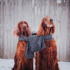 Irish Setter All Grown Up from Hocus Pocus Irish Setters