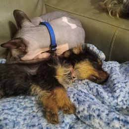 Yorkshire Terrier Puppies from Melody & Gingers Yorkies