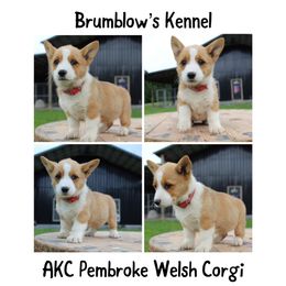 Pembroke Welsh Corgi Puppies from Brumblow’s Kennel