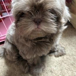 Violet - Lilac female Shih Tzu puppy in Baltimore, Maryland from Annie’s Little Rascals