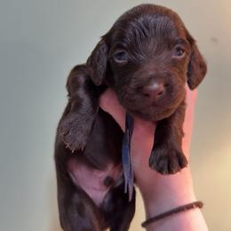 Blue Boy - Liver male Boykin Spaniel puppy in Northport, Alabama from Blue Creek Boykins