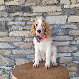 Snickers - Parti male Goldendoodle puppy in Grabill, Indiana from Rose's Doodles