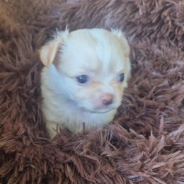 (Saint) Nick - Cream and white male Chihuahua puppy in Kyle, Texas from joy of chihuahuas tx