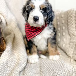 Bernedoodle and Bernese Mountain Dog Puppies from Central Wisconsin Bernedoodles
