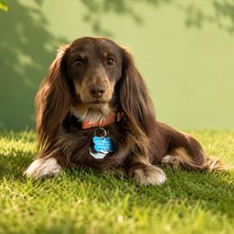 Cash - Dachshund