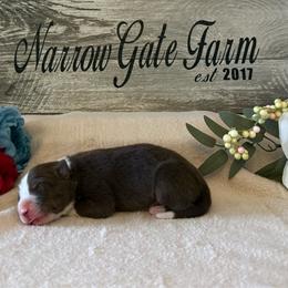 Butch - White and red male Border Collie puppy in Moody, Texas from Narrow Gate Farm