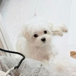 AKC Maltese - White male Maltese puppy in San Mateo, California from AKC Maltese California
