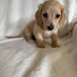 Dachshund Puppies from KJRC Kennels