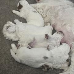 Clumber Spaniel Puppies from Briton Clumber Spaniels