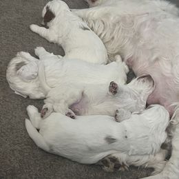 Clumber Spaniel Puppies from Briton Clumber Spaniels