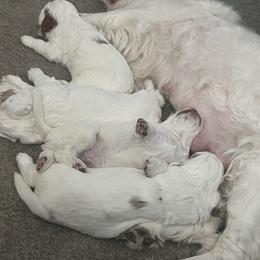 Clumber Spaniel Puppies from Briton Clumber Spaniels