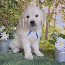 Mr Royal Blue - Light golden male Golden Retriever puppy in Salem, Ohio from Golden Pride Retrievers