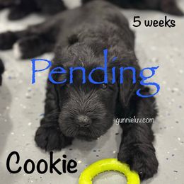 Cookie - Black female Schnoodle puppy in Saint Augustine, Florida from Gunnie Luv, LLC