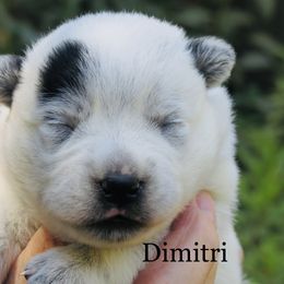 Dimitri - Blue male Australian Cattle Dog puppy in Redding, California from Lone Pine Kennel