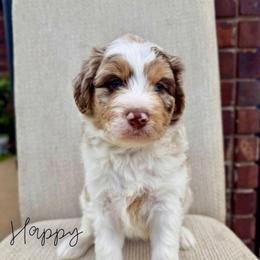 Happy - Chocolate merle male Bernedoodle puppy in Owasso, Oklahoma from Kallams Bernedoodles & Bernese Mountain Dogs