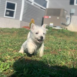 West Highland White Terrier Puppies from Westies of Morrison