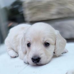 Gabby first in photo reserved - Cream female Dachshund puppy in Richmond, Virginia from Irresistible Dachshunds & Cavaliers