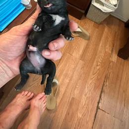 TBD - Black female Pug puppy in Boynton Beach, Florida from Camp Pug