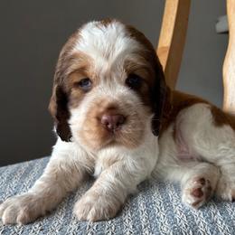 English Springer Spaniel Puppies from Wildwood