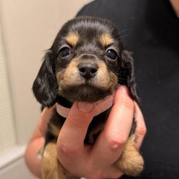Pink Girl - Black and cream female Dachshund puppy in Horizon City, Texas from Willipaws