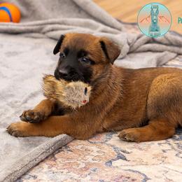Peach Collar - Fawn female Belgian Malinois puppy in Fredonia, Arizona from Zion Malinois