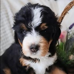 Petal - Tri-color female Bernedoodle puppy in Shiloh, Georgia from Doodle Mountain